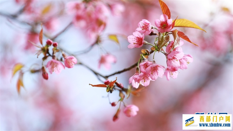 云南施甸：冬樱绽放美如画(图3)