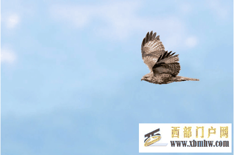 在成都｜从晨曦到夜色，感受生态之城的绿色脉搏(图13)