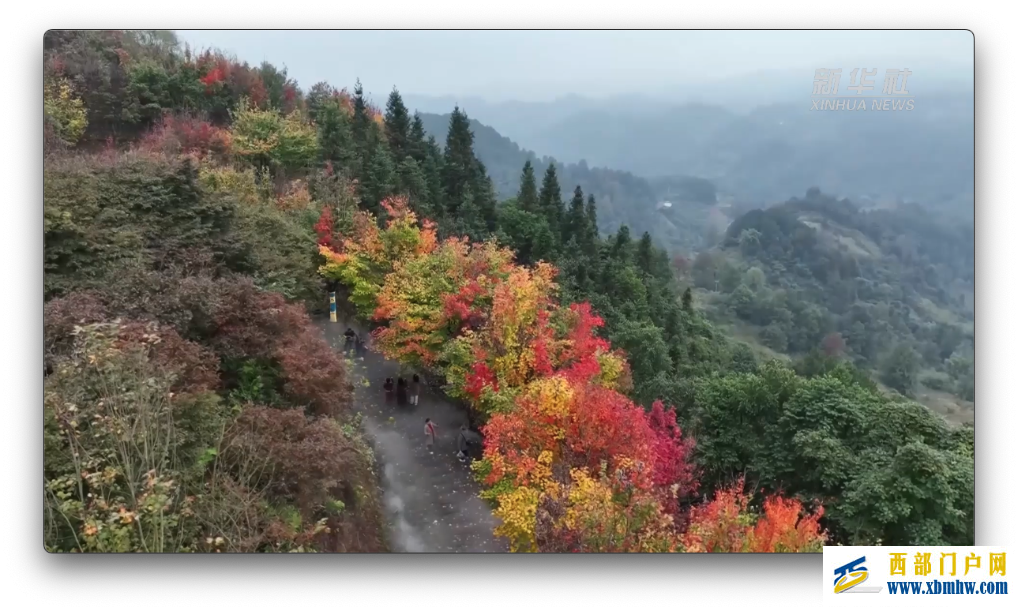 重庆巴南：彩色森林“画出”初冬的浪漫(图3)