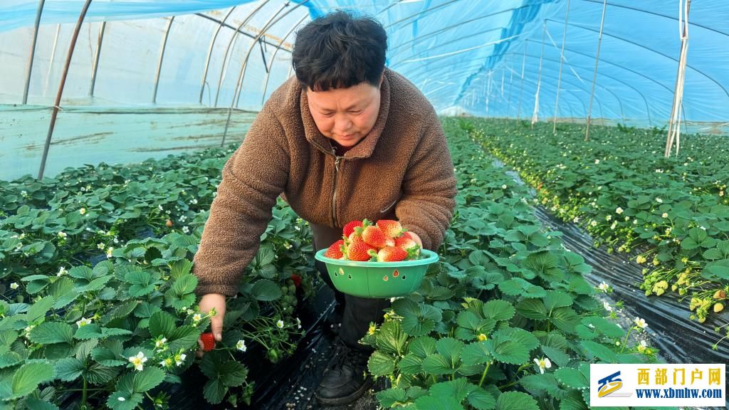 陕西眉县:冬日草莓迎来采摘季