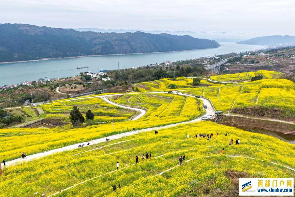 重庆丰都:油菜花开长江岸(图5) 重庆丰都:油菜花开长江岸(图5)