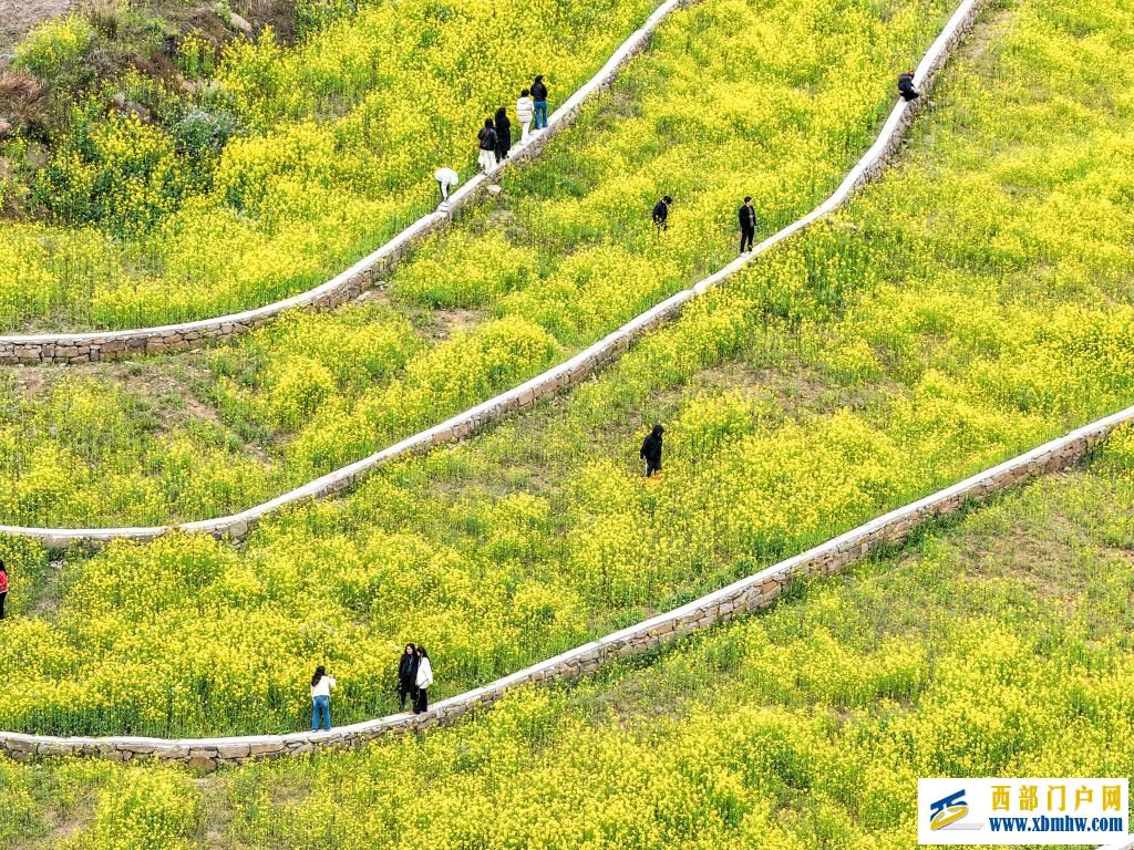 重庆丰都:油菜花开长江岸(图4) 重庆丰都:油菜花开长江岸(图4)
