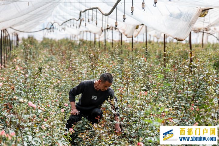 从“抽水浇地”到“刷卡灌溉”——滇池畔灌溉护农新事(图6)