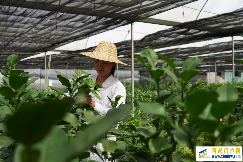 广西“果”然好| 提品质 延链条 强品牌——容县沙田柚的产业振兴密码(图1) 广西“果”然好| 提品质 延链条 强品牌——容县沙田柚的产业振兴密码(图1)