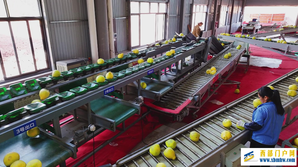 广西“果”然好| 提品质 延链条 强品牌——容县沙田柚的产业振兴密码(图4) 广西“果”然好| 提品质 延链条 强品牌——容县沙田柚的产业振兴密码(图4)